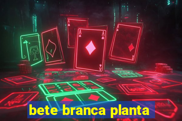 bete branca planta